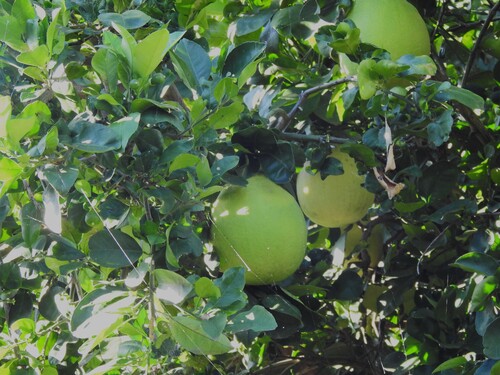 Citrus maxima, 2025-11-09