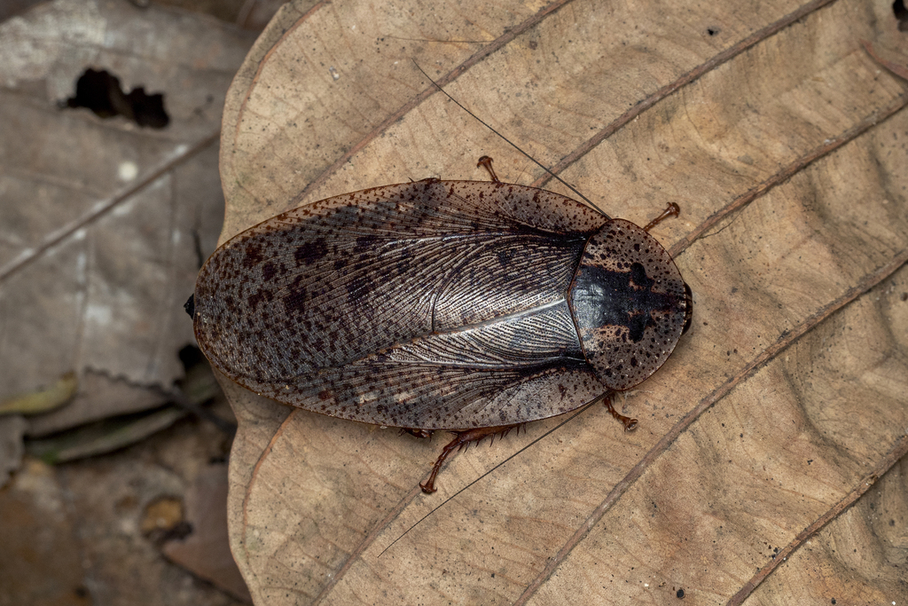 Morphna maculata