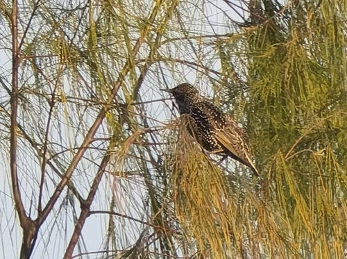 European Starling