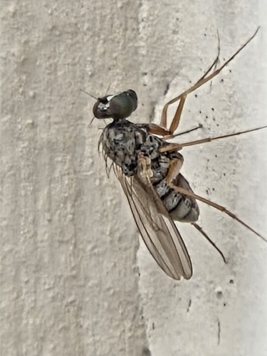 iNaturalist observation photo of Woodpecker Flies