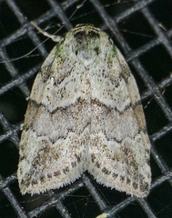 Afrida ydatodes