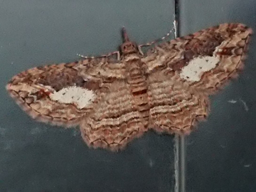 Australian Pug Moth photo 5