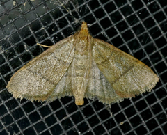 Hypsopygia nostralis