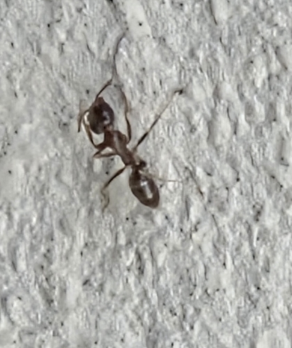 iNaturalist observation photo of Argentine Ant