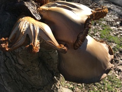 Fungi