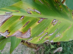 Pseudocercospora musicola