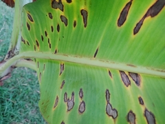 Pseudocercospora musicola