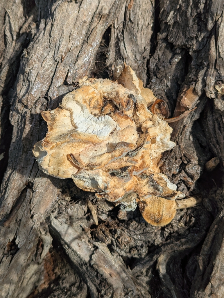 Laetiporus sulphureus · November 2025 · photo: © pilmar (iNaturalist, cc0)