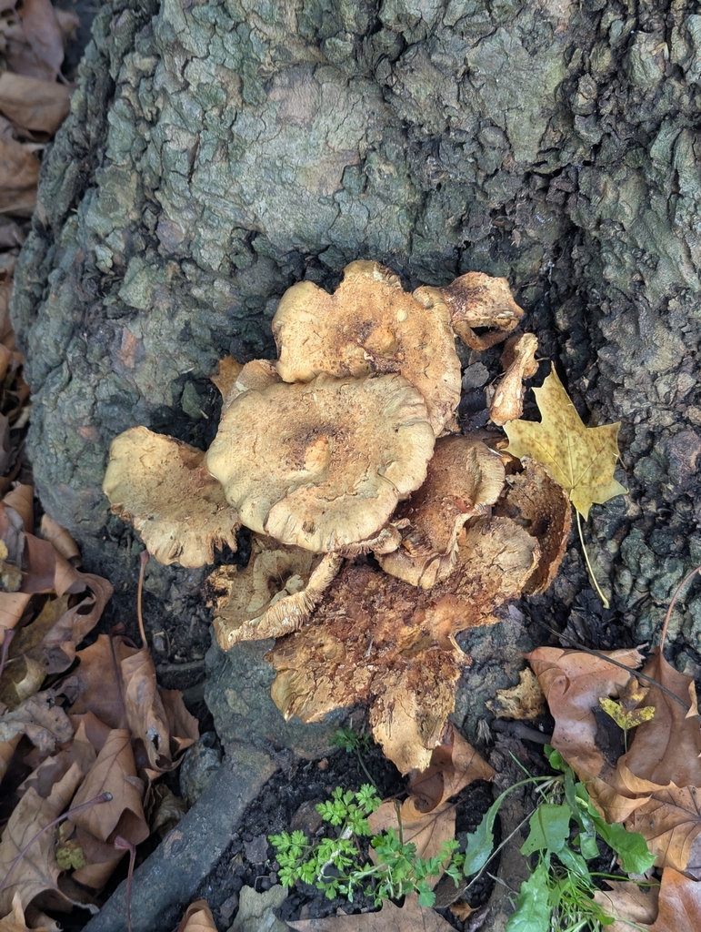 Pholiota squarrosa · November 2025 · photo: © pilmar (iNaturalist, cc0)
