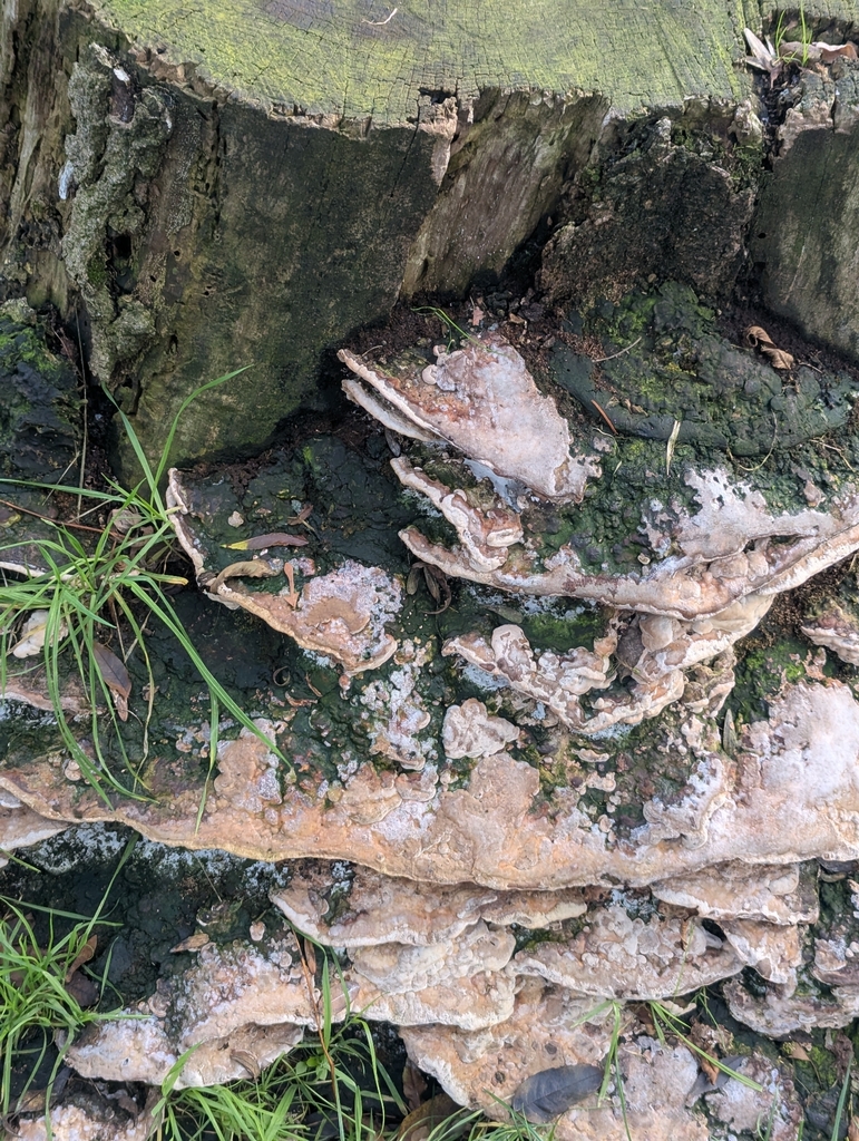 Vanderbylia fraxinea · November 2025 · photo: © pilmar (iNaturalist, cc0)