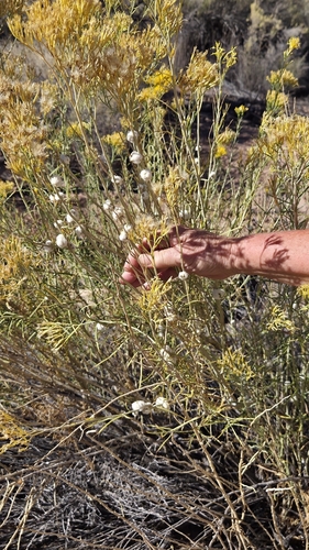 Unknown species found near Grand County, UT, USA