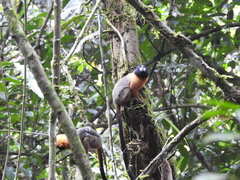 Saguinus tripartitus