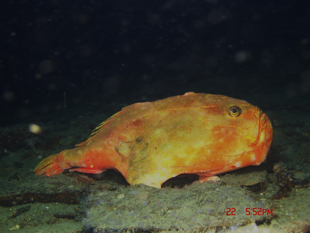 Redeye Gaper
