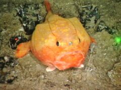 Redeye Gaper photo 2