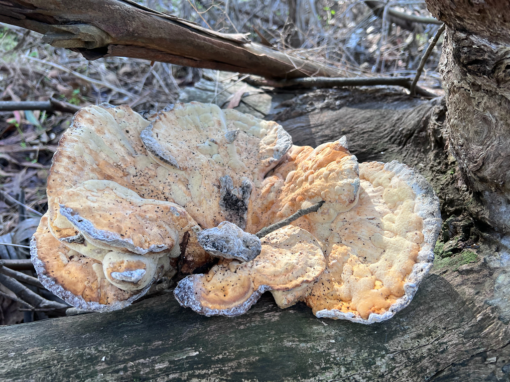 Laetiporus gilbertsonii · November 2025 · photo: © staffordcorey (iNaturalist, cc-by)