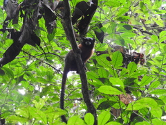 Saguinus tripartitus