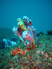 Pyura spinifera