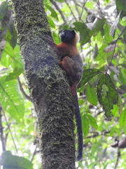 Saguinus tripartitus