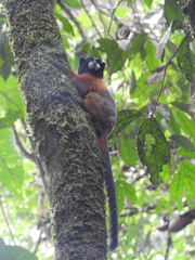 Saguinus tripartitus