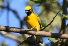 Euphonia trinitatis