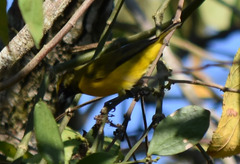 Euphonia trinitatis