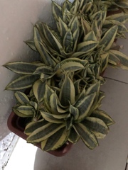 Sansevieria trifasciata