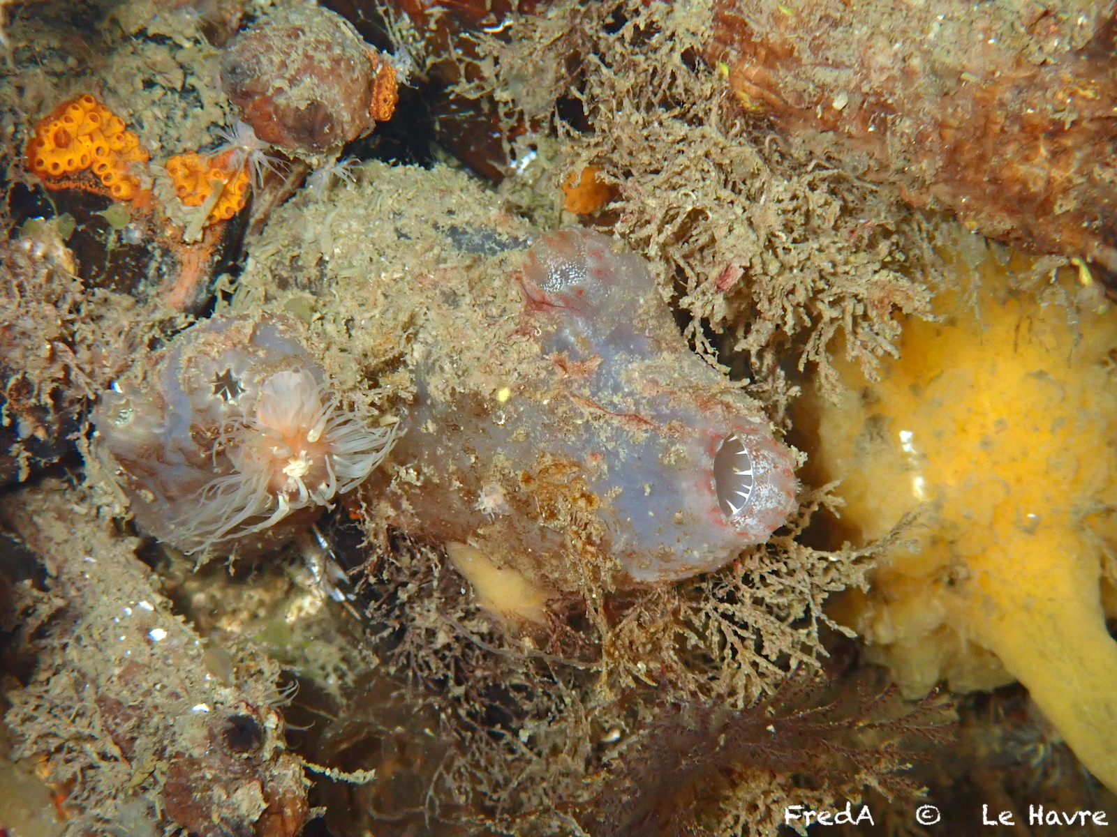 Ascidiella aspersa (Müller, 1776)