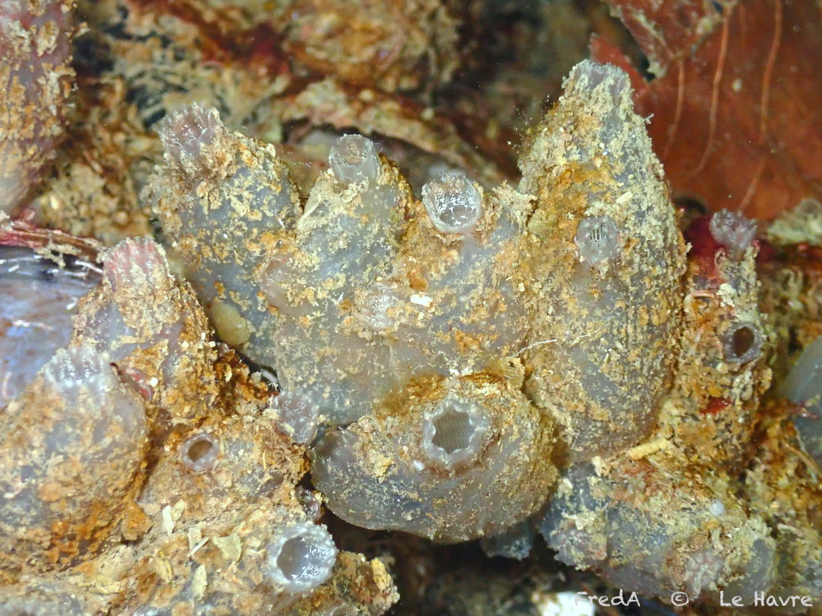 Ascidiella aspersa (Müller, 1776)