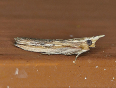 Ancylostomia stercorea