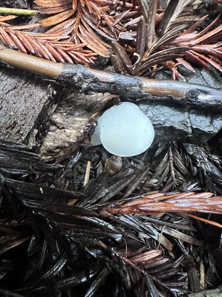 Pseudohydnum gelatinosum · November 2025 · photo: © katrinamccollough (iNaturalist, cc0)