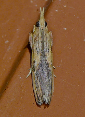 Ancylostomia stercorea