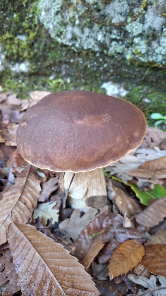 Boletus edulis · November 2025 · photo: © cminda (iNaturalist, cc-by)