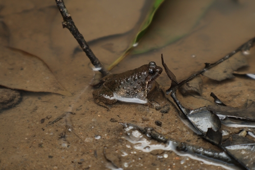 Martens' Frog, Occidozyga martensii