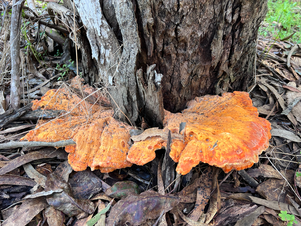 Laetiporus gilbertsonii · November 2025 · photo: © staffordcorey (iNaturalist, cc-by)