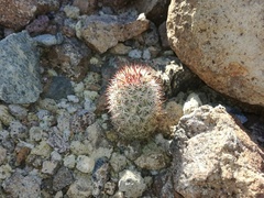 Mammillaria schumannii