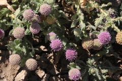 Sphaeranthus indicus