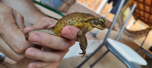 Rhinella inopina