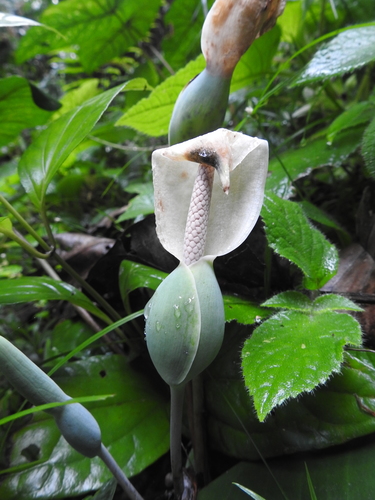 Caladium steudnerifolium