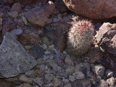 Mammillaria schumannii