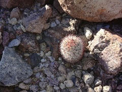 Mammillaria schumannii