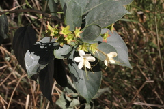 Clerodendrum floribundum