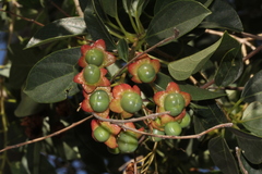 Clerodendrum floribundum