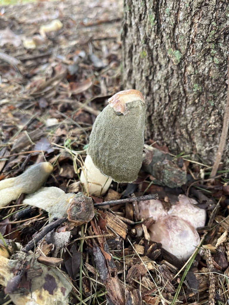 Phallus ravenelii · November 2025 · photo: © danpatrick (iNaturalist, cc-by)