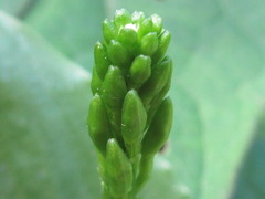 Liparis campylostalix