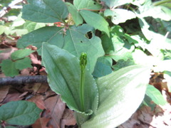 Liparis campylostalix