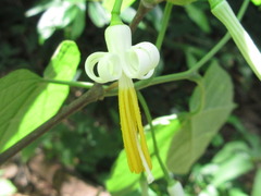 Alangium platanifolium