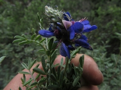 Dalea coerulea