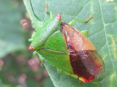 Acanthosoma labiduroides