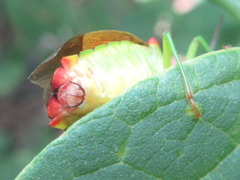 Acanthosoma labiduroides