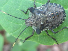 Pentatomini